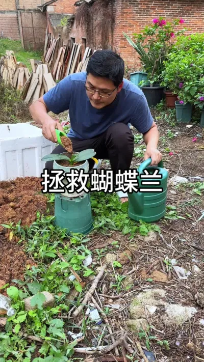 烂根的蝴蝶兰如何拯救 #养花#花卉绿植