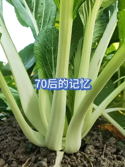 ���ǵ����ֲ�������ʰСʱ���ζ���� #��ũ #�ֲ� #����Ȼ��ɫ�߲� #Сʱ���ζ��#ũ������ 