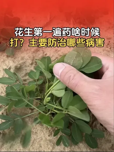 春花生第一遍套餐什么时候打？主要防治哪些病害？#花生高产种植 #花生 #传播农业小知识 #分享农业知识帮农民增产增收 #花生种植