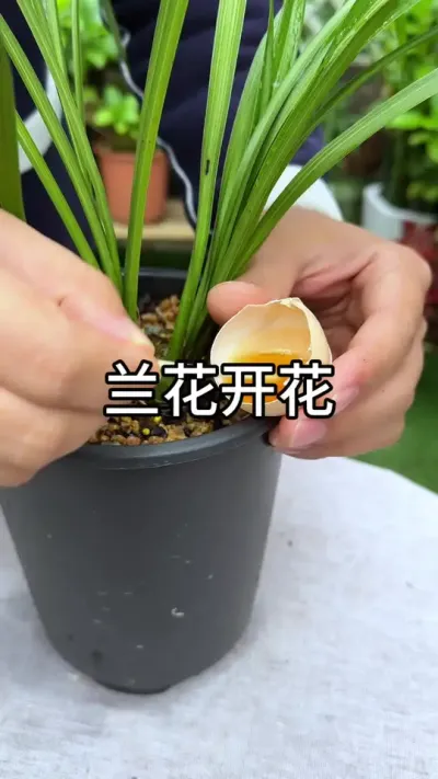 ������������#������ֲ #ݪֲС����