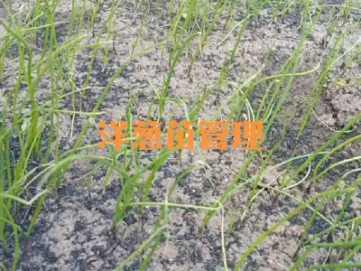 �������������ļ�������