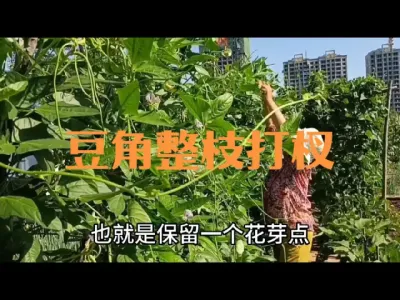 ����������֦��辣���������Ʒ��