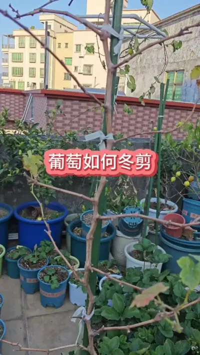 ������ô������������Ҫ�����������ѵĶ���Ҫ��#�����޼� #�������� #����ݪֲ #�������� #������