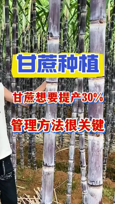 ������Ҫ������Ʒ�ʺ�����ѧ��������Ҫ#����ݪֲ#�������� #����ν�