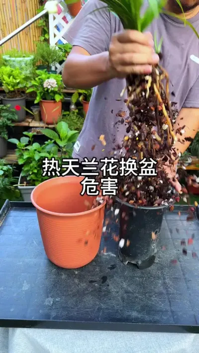 ����������������׳����� #������ֲ #ݪֲС���� #����