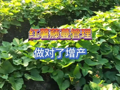 Ҫ���������ִ��ֶ����������������Ĺ���Ŀ���������˾������� #��ũ #ũҵݪֲ #��ũ������ #ݪֲС���� #�ֺ��� 