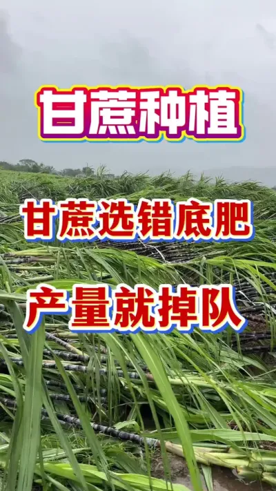 ��Ӱ���������Ʒ�ʺͲ�����һ���ǵ׷��������ú��ö���һ��׷����ֵ��Ϻ������Ĵ�׷��#����ݪֲ#�������#����