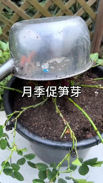 月季花冒笋芽的方法 #月季 #养花小知识