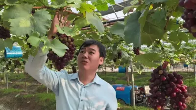 #��ʵ���ķ������� #����ݪֲ Ч��������ǿ������Ʒ����