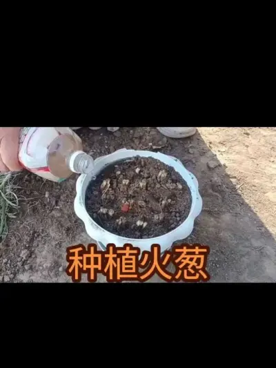 ��������ݪֲ��У�2024�꣩