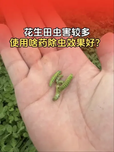 ������溦����������ҶƬ����ʳ������ʵʱ���棡#�����߲� #�����߲�ݪֲ #����ݪֲ #����ݪֲ�������� #����ũҵ֪ʶ��ũ����������