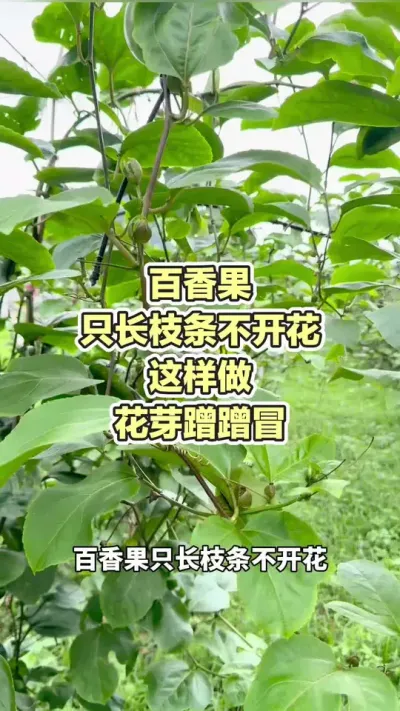 �����ֻ��֦�����Ż� ��������ѿ���ð#������ٻ� #�����ݪֲ #�����ݪֲ���� #�ƽ����� #��ΰ��