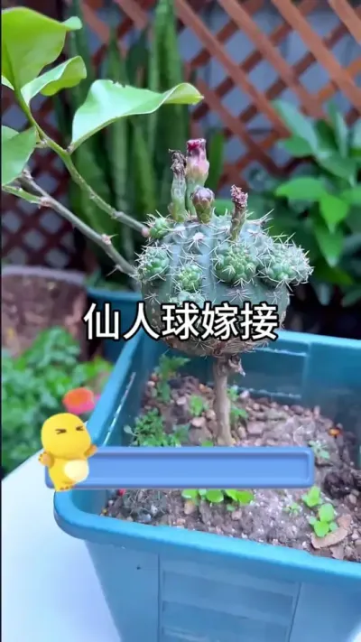 ������޽� #������ֲ #ݪֲС���� #����