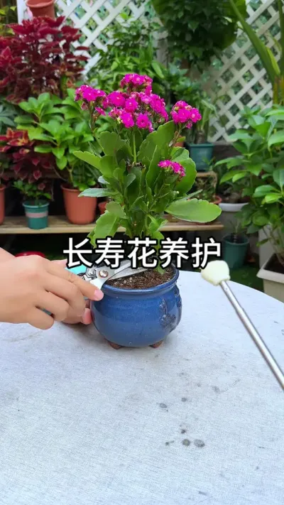 �����ٻ�СҪ��#������ֲ