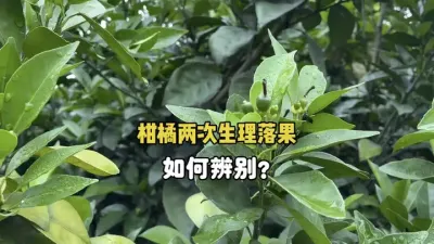柑橘两次的生理落果如何辨别？ #柑橘 #生理落果 #农业 #三农 #果树管理 