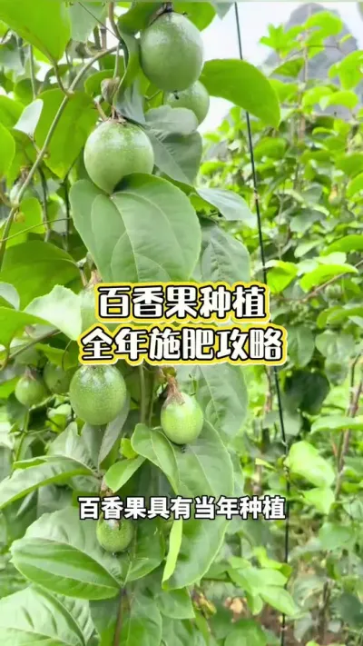 ���������ʩ�ʹ���#�����ݪֲ #�����ݪֲ���� #�ƽ�����ݪֲ���� #�ƽ����� #��ΰ��