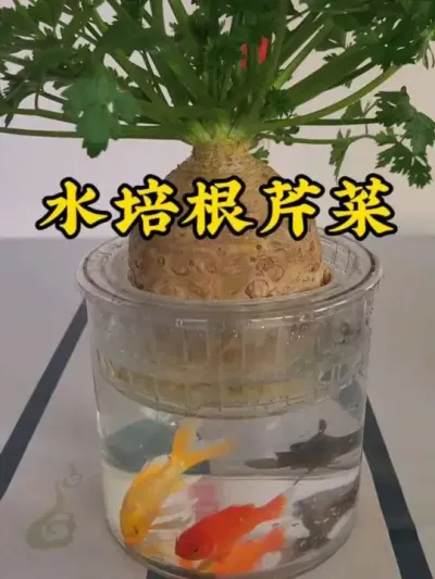 #��ͥ���� #ˮ��ֲ�� #����