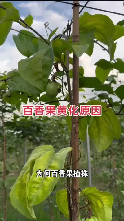 ������ƻ�Ե��ԭ��#�����ݪֲ #�����ݪֲ���� #�ƽ�����ݪֲ���� #����� #��ΰ��