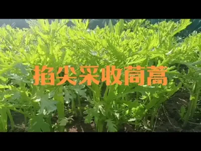 掐尖法采收茼蒿产量翻倍#茼蒿