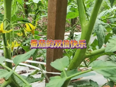 当初狠心的舍弃番茄的第一束花，如今换来了快乐加倍，有舍才有得 #三农 #种植小技巧 #番茄种植 #番茄高产#蔬菜种植 