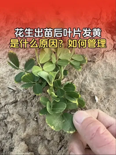 花生出苗后叶片发黄，怎么回事？需要如何管理？#花生 #花生高产 #花生高产种植 #分享农业知识帮农民增产增收 #传播农业小知识