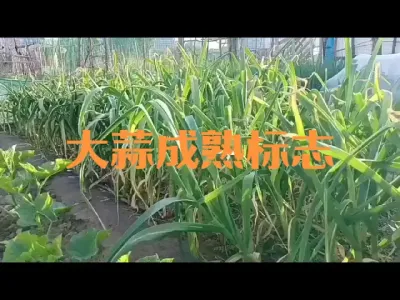 如何判断大蒜成熟可以收获了？#大蒜