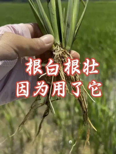 ��������ˮ����׳ʵ#����ũҵ֪ʶ��ũ���������� #�����������Ļ���