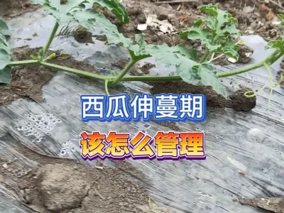 西瓜在伸蔓期需要做些什么，浇水施肥要注意哪些？千万别做错了！ #三农 #种植小技巧 #西瓜管理 #西瓜种植 #我的乡村生活 