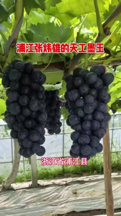 #����ũ��Ʒ #����ݪֲ #����һ�𳢸���