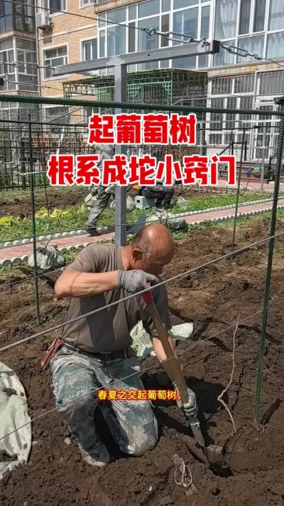 起葡萄树小窍门！