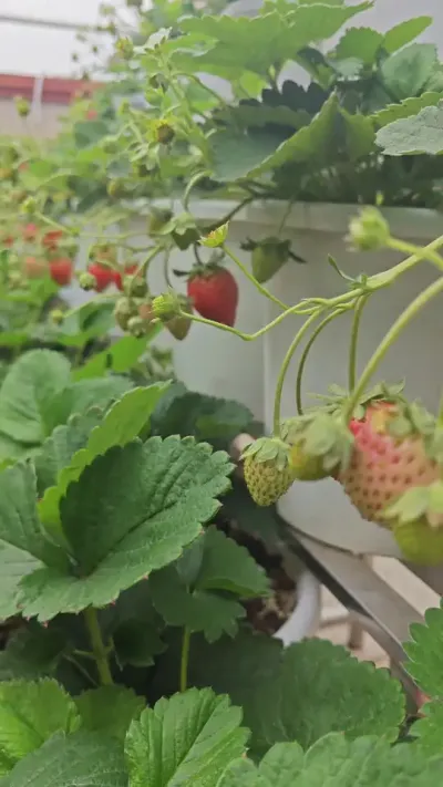 ʲôƷ�ֵĲ�ݮ�߲���������ʲô��ݮ�� #��ݮ�� #�ֲ�ݮ #��ݮ���� #��ͥ���� #����ݪֲ