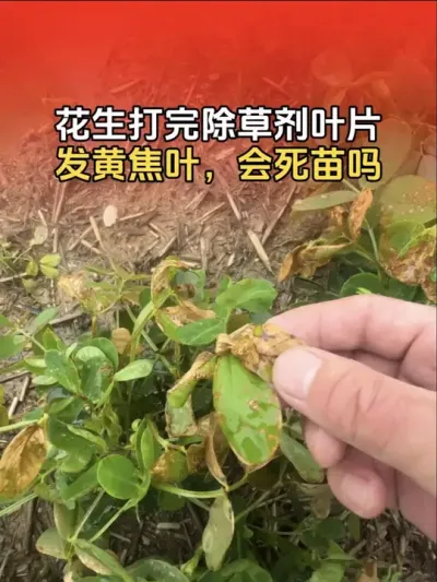 ����������ݼ���ҶƬ���𷢻ƽ�Ҷ������������#�����߲� #�����߲�ݪֲ #����ݪֲ #����ݪֲ�������� #����ũҵ֪ʶ��ũ����������