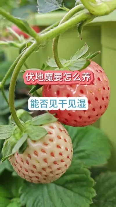 ��ݮ������Ҫ�������ݪֲ�ݮ��ô��������ݮ���úܰ���ô��������ݮ����ħ����ô�� #��ݮݪֲ #���Բ�ݮ #��ݮ�� #�ֲ�ݮ #��ݮʩ��