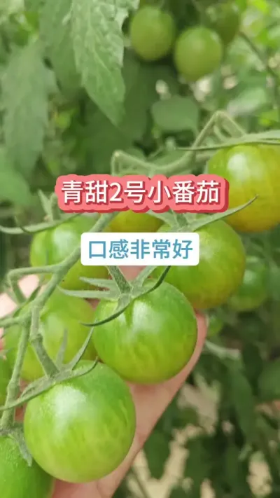 ʲô���Ѻó���������ʲôС������С���ѵ�ݪֲҪ����С������ôʩ�� #С����ݪֲ #����С���� #С���� #����ݪֲ #��ũ