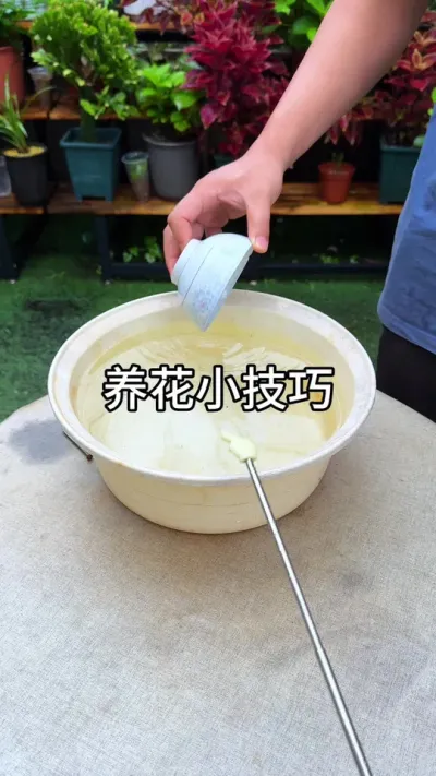 ����С���� #������ֲ