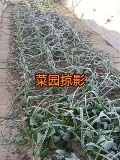 �糿��԰��Ӱ