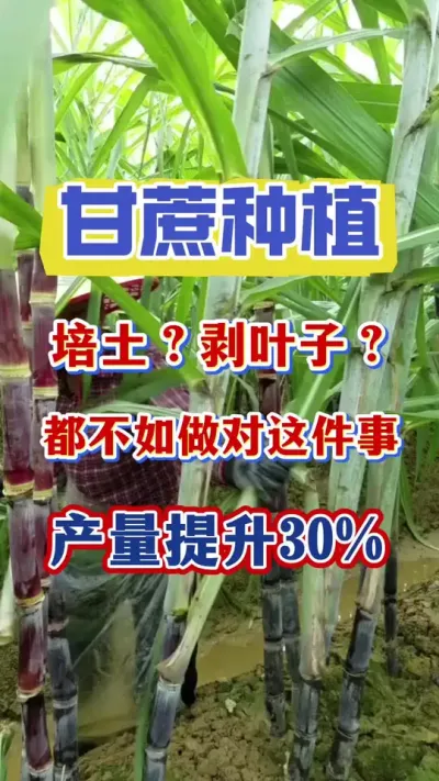 ��������м��±Ȱ�Ҷ�ӡ���������Ҫ���������һ��#����ݪֲ#����ν�#������������