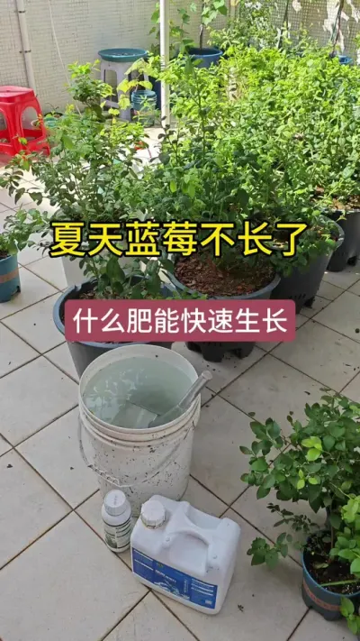 ����������ݮ��ôʩ����������ݮ��ô��������������ݮ��ô����#��ݮݪֲ #����ݮ #��ݮ���� #��ݮʩ�� #������ݮ