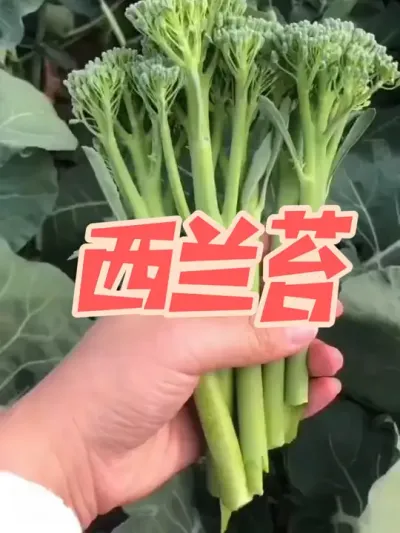 ����̦�� �����������ݪֲ����̦�ļ���ϲ������٭��Ҳץ��ݪֲ���Ű�#ԭ����Ƶ #����̦ #����̦���� #����̦��ô�� #��¼����