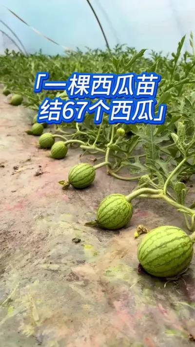掐头打蔓做的好，一棵西瓜结67个大西瓜 #西瓜种植 #西瓜 #西瓜种植 #西瓜种植技术 #种西瓜