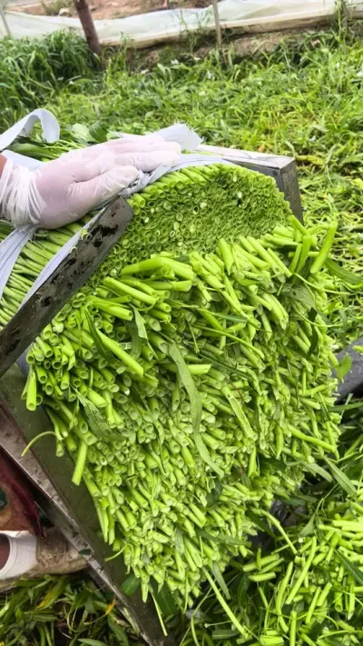 �����ϰ���������֪��ȥ���﷢й�������ҵĽ�ѹ������#��ũ #������ũ