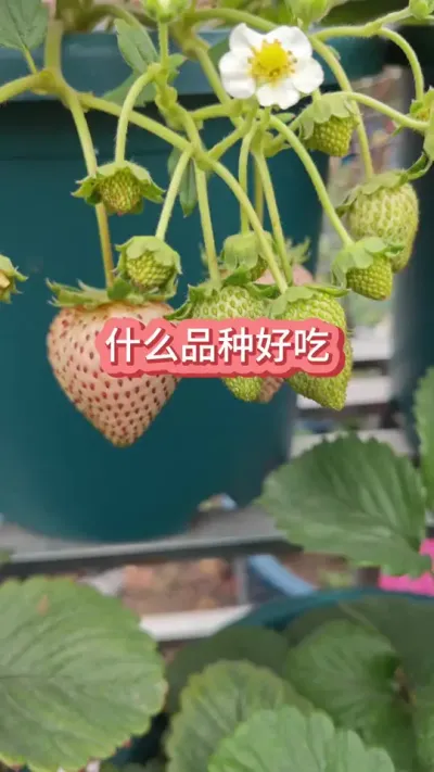 ʲô��ݮƷ�ֺó����������ĸ�Ʒ�ֲ�ݮ����ʲô��ݮ�� #��ݮ�� #�ֲ�ݮ #��ͥݪֲ #��̨���� #��ݮ