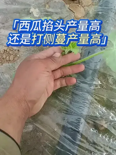 西瓜打主蔓好，还是打侧蔓产量高？ #西瓜种植 #西瓜种植管理 #西瓜高产 #西瓜种植技术 #种西瓜