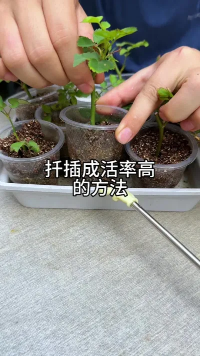 扦插成活率高的方法#花卉绿植