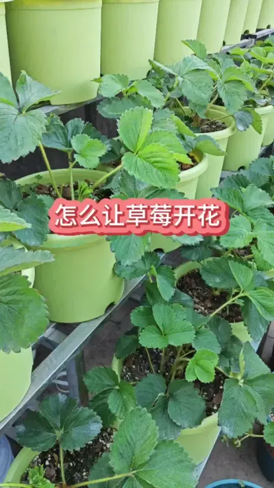 ��ô�ò�ݮ�Ż�Ч������ݮ������Ҫ������ݮ��ݪֲ���� #��ݮݪֲ #��ݮʩ�� #��ݮ���� #��ݮ���� #���Բ�ݮ