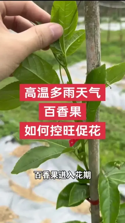 高温多雨天气百香果果如何控旺促花？#百香果 #百香果种植技术 #百香果种植 #种百香果教程 #浩伟方