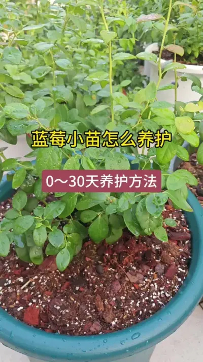 ��ݮС���ݪֲ��������ݮ��ݪֲҪ����������ô������ݮ#��ݮݪֲ #��ݮ���� #��ݮݪֲ���� #������ݮ #��ݮ��