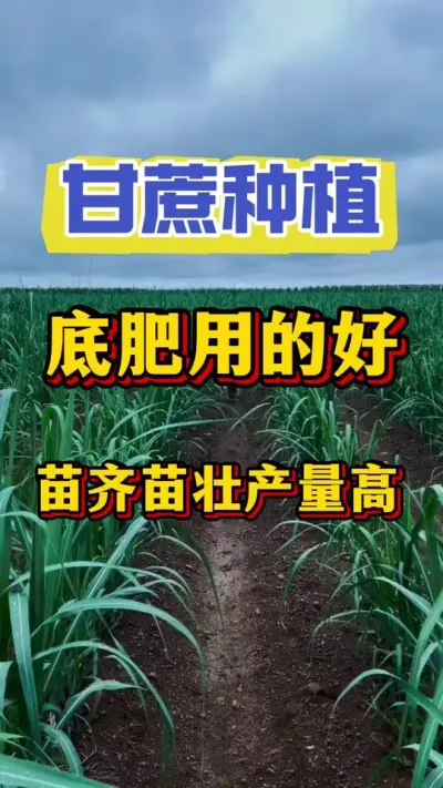 ����׷��ǽ������Ǹ��������׳���ڳ��ڴ֡������ߵ�����#����ݪֲ#����ʩ��#����