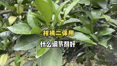 柑橘第二次生理落果用什么调节剂好？ #柑橘种植 #果树管理 #三农 #农业 #第二次生理落果 