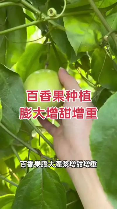 ����������������#�����ݪֲ #�����ݪֲ���� #�ƽ�����ݪֲ���� #�ƽ����� #��ΰ��